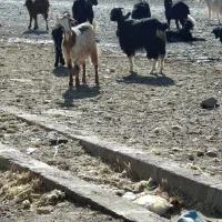 فروش گوسفند زنده