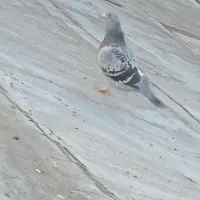 یک عدد کبوتر نر مسافتی|پرنده|نالوس, |دیوار