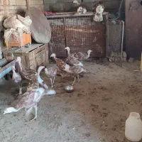 بوقلمون