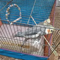 عروس هلندی|پرنده|قم, علی آباد سعدگان|دیوار