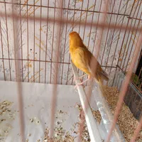 قناری ماده