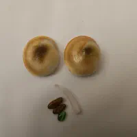 مهره|کلکسیون اشیاء عتیقه|پردیس, فاز ۱۱|دیوار