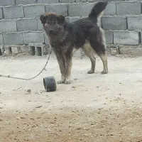 سگ نژاد دار