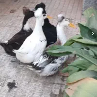 چهار عدد اردک کاکلی