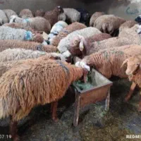 گوسفند خونی و گوسفند زنده برای نذری