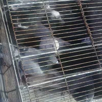 14 تا کفتر بیشتر نوک گنده کیلومتری