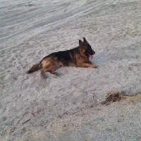 گم شدها سگ ژرمن