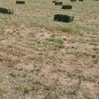 یونجه|عمده‌فروشی|کوهدشت, |دیوار