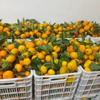 فروش نارنگی محلی قائمشهر|خوردنی و آشامیدنی|قائمشهر, |دیوار