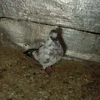 دو عدد تگپر ساعت سنگین