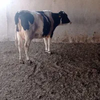 فروش گاو شکم دو هلشتن