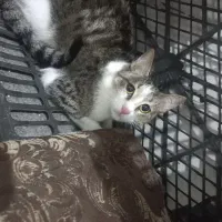 گربه ماده یکساله کاملا اروم و خونگی