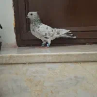 کفتر سرور|پرنده|قم, شهر قائم|دیوار