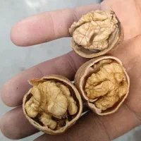 گردوکاغذی