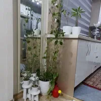 گل‌پتوس|گل و گیاه طبیعی|کرج, استاندارد|دیوار