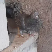 کبوتر|پرنده|سراب, |دیوار