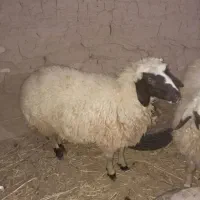 بره نر وماده|حیوانات مزرعه|قره ضیاالدین, |دیوار