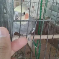 عروس هلندی نر