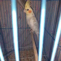 عروس هلندی|پرنده|اهواز, کوی مندلی(سه راه خرمشهر)|دیوار