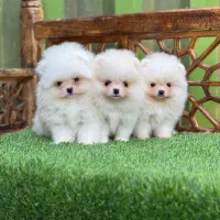 پامر پامرانین خرسی|سگ|تهران, شهرک غزالی|دیوار