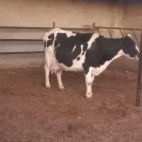 گاو زاییده با گوساله ماده رگایی|حیوانات مزرعه|بیرجند, |دیوار