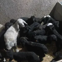 بره شیری شال هترو قزل لری