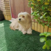 واگذاری توله ماده شیتزو بازیگوش