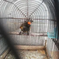 گلبسر نر عالی|پرنده|تهران, امام زاده عبدالله|دیوار