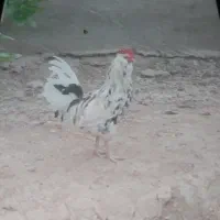 تخم مرغ نطفه دار|حیوانات مزرعه|شهریار, شهرک شاهد|دیوار