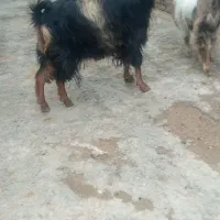 بز همراه بزغاله