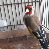 سهره مست  چهارگل خط کراواتی دورگ نشوندار