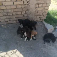 توله سگ