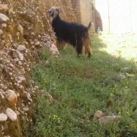 فقط معاوضه بامیش زاییده قیمت25