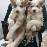 هاسکی گلد بسیار درجه یک|سگ|تهران, سعادتآباد|دیوار