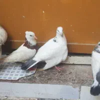 پرنده|پرنده|شادگان, |دیوار