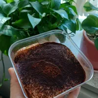 تیرامیسو