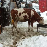 دوعدد گوساله ماده سمینتال درجه یک220تمن