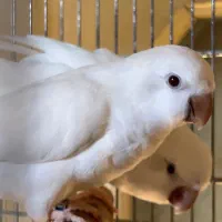 راهب البینو نر و ماده