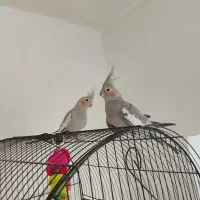 عروسک هلندی