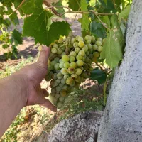 یک-هکتار-باغ-قطره-ای