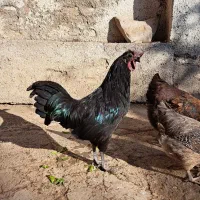 خروس ویاندوت اورنج،خروس چینی مشکی ومرغ چهل تاج|حیوانات مزرعه|مشهد, ویلاشهر|دیوار