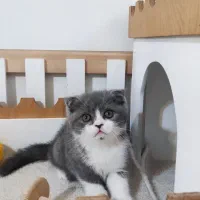 گربه اسکاتیش رگدال