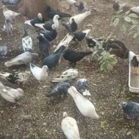 فروش کبوتر|پرنده|میناب, |دیوار