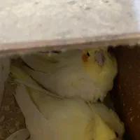 جفت عروس لوتینو خال زرد روی تخم|پرنده|ساری, |دیوار