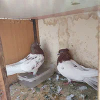 کبوتر کله سرخ|پرنده|تهران, خرمشهر|دیوار