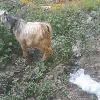 بزغاله نروماده