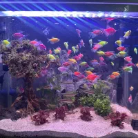 ماهی کالر رد لاین