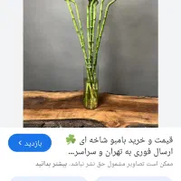 گل بامبو، گل شانس...