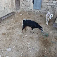 فروش دام|حیوانات مزرعه|مهران (ایلام), |دیوار