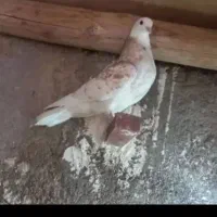 زاغ نر